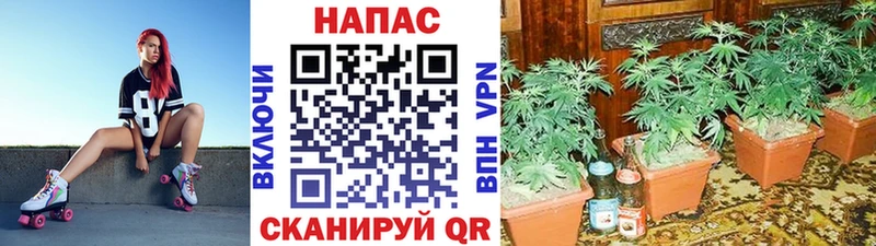 Бошки Шишки конопля где купить наркоту Жуковка